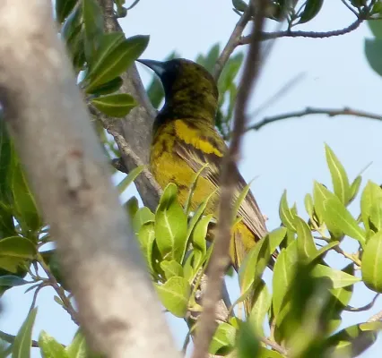 File:Immature Cuban Oriole - subspecies of Greater Antillean, Icterus dominicensis melanopsis - Flickr - gailhampshire.jpg