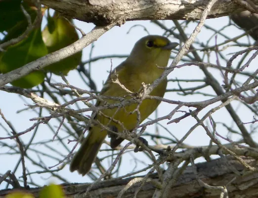 File:Thick-billed vireo. Vireo crassirostris - Flickr - gailhampshire.jpg