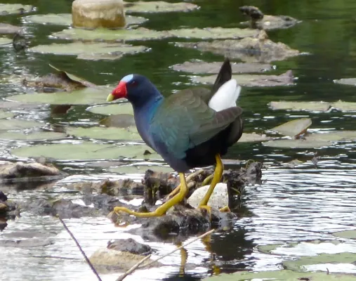 File:Purple Gallinule Porphyrio martinica - Flickr - gailhampshire.jpg