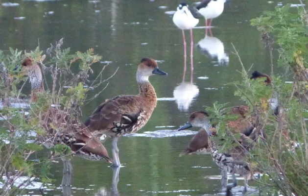 File:West Indian Whistling Duck (Dendrocygna arborea), Cayo Coco, Cuba (1).jpg