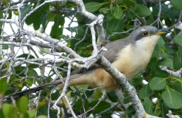 File:Mangrove Cuckoo . Coccyzus minor - Flickr - gailhampshire (1).jpg