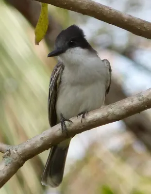 File:Loggerhead Kingbird .Tyrannus caudifasciatus - Flickr - gailhampshire.jpg