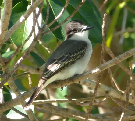 File:Loggerhead Kingbird .Tyrannus caudifasciatus - Flickr - gailhampshire (2).jpg
