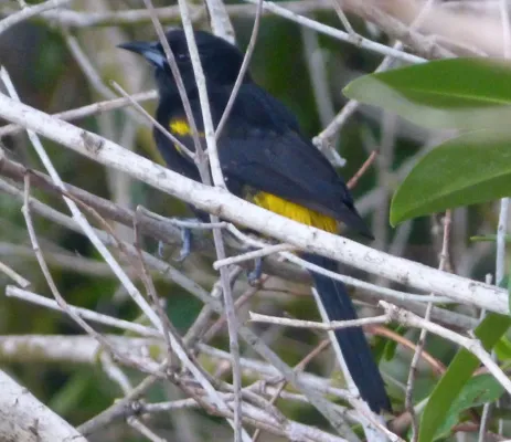 File:Adult Cuban oriole - subspecies of Greater Antillean, Icterus dominicensis melanopsis - Flickr - gailhampshire.jpg