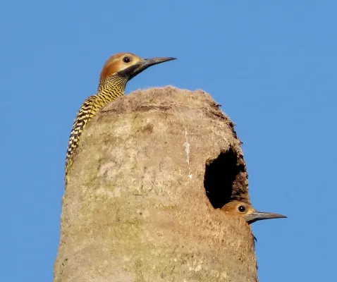 File:Fernandina's Flicker. Colaptes fernandinae, Endemic - Flickr - gailhampshire.jpg
