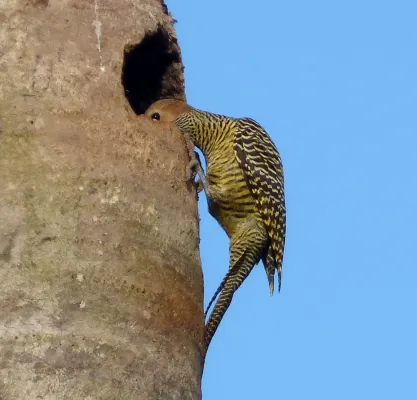 File:Fernandina's Flicker. Colaptes fernandinae, Endemic - Flickr - gailhampshire (1).jpg