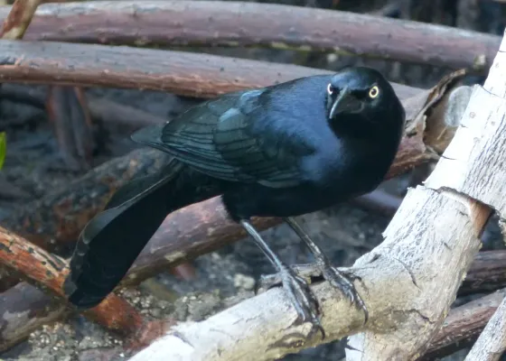 File:Greater Antillean Grackle. Quiscalus niger (2) - Flickr - gailhampshire.jpg