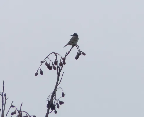 File:Giant Kingbird. Tyrannus cubensis. Endemic - Flickr - gailhampshire.jpg