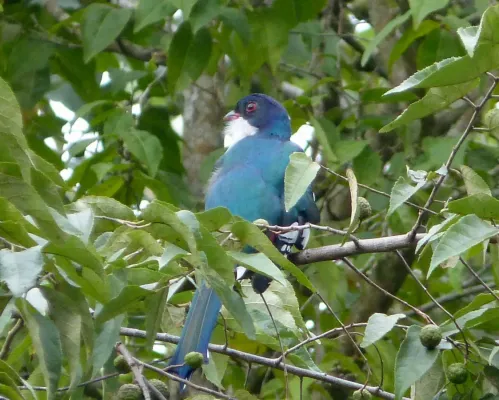 File:Cuban Trogon, Priotelus temnurus - Flickr - gailhampshire.jpg