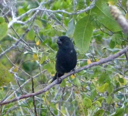 File:Cuban Bullfinch. Melopyrrha nigra - Flickr - gailhampshire.jpg