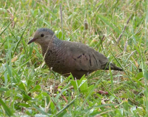 File:Common Ground Dove. Columbina passerina (1) - Flickr - gailhampshire.jpg