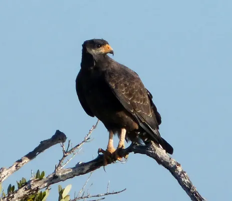 File:Common Black Hawk . Buteogallus anthracinus - Flickr - gailhampshire.jpg