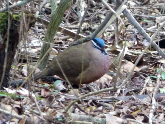 File:Blue-headed Quail-dove Starnoenas cyanocephala - Flickr - gailhampshire.jpg