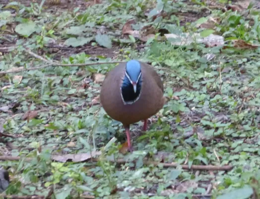 File:Blue-headed Quail-dove Starnoenas cyanocephala - Flickr - gailhampshire (1).jpg