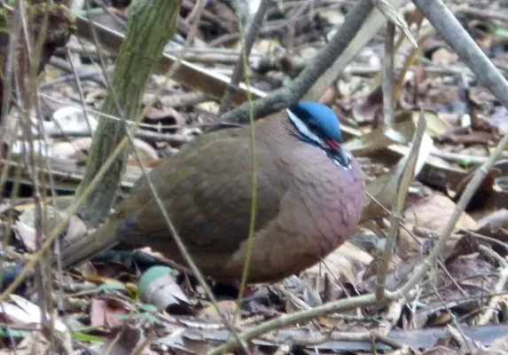 File:Blue-headed Quail-dove Starnoenas cyanocephala - Flickr - gailhampshire (2).jpg
