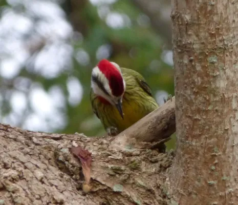 File:Cuban Green Woodpecker. Xiphidiopicus percussus - Flickr - gailhampshire (1).jpg