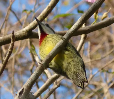 File:Cuban Green Woodpecker. Xiphidiopicus percussus - Flickr - gailhampshire (2).jpg
