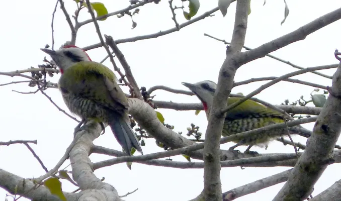 File:Cuban Green Woodpeckers. Xiphidiopicus percussus - Flickr - gailhampshire.jpg
