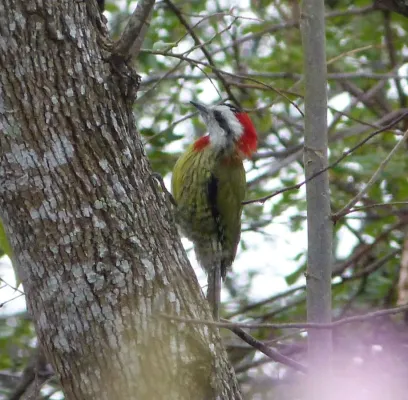 File:Cuban Green Woodpecker. Xiphidiopicus percussus - Flickr - gailhampshire (3).jpg