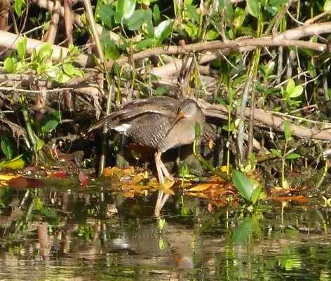 File:Clapper Rail Rallus crepitans, Cayo Coco, Cuba.jpg