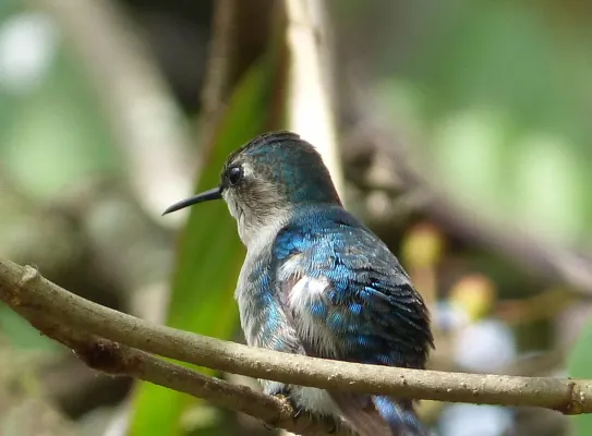 File:Bee Hummingbird Mellisuga helenae. female - Flickr - gailhampshire (2).jpg