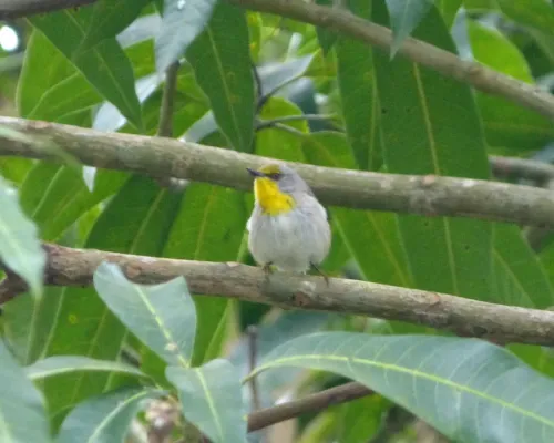 File:Olive-capped warbler Setophaga pityophila. Endemic - Flickr - gailhampshire (1).jpg