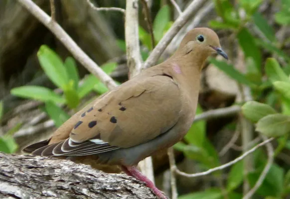 File:Zenaida Dove. Zenaida aurita - Flickr - gailhampshire.jpg
