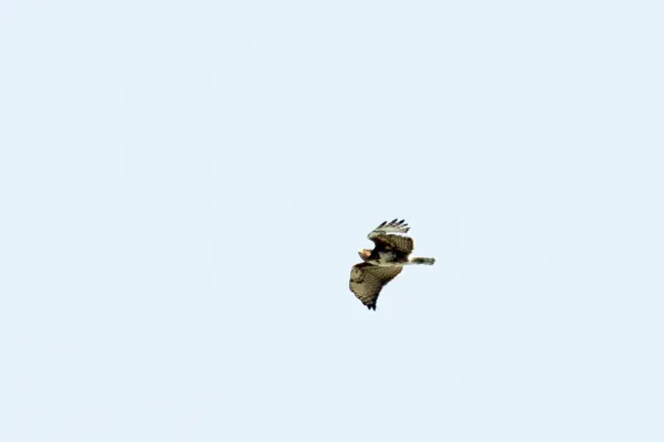 File:Buteo brachypterus 001.jpg