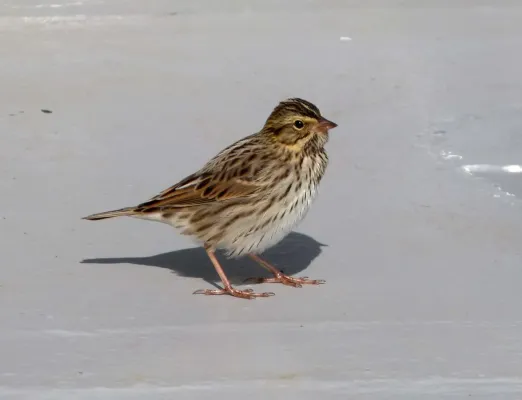 File:Savannah Sparrow Passerculus sandwichensis - Flickr - gailhampshire.jpg