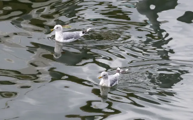 File:Mew Gull Larus canus brachyrhynchus, Alaska.jpg