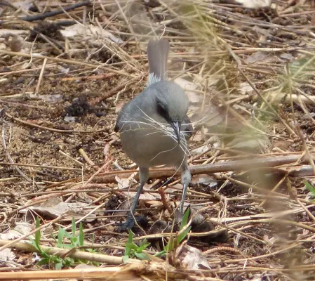 File:Mauritius Grey White-eye. Zosterops mauritianus - Flickr - gailhampshire.jpg