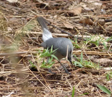 File:Mauritius Grey White-eye. Zosterops mauritianus - Flickr - gailhampshire (1).jpg