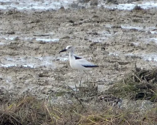 File:Crab Plover. Dromas ardeola - Flickr - gailhampshire.jpg