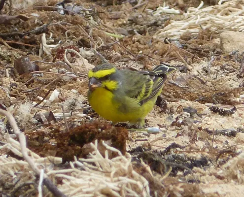 File:Yellow-fronted Canary Crithagra mozambica, male, feral, Mauritius 2.jpg