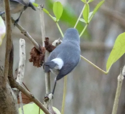 File:Mauritius Grey White-eye. Zosterops mauritianus - Flickr - gailhampshire (3).jpg