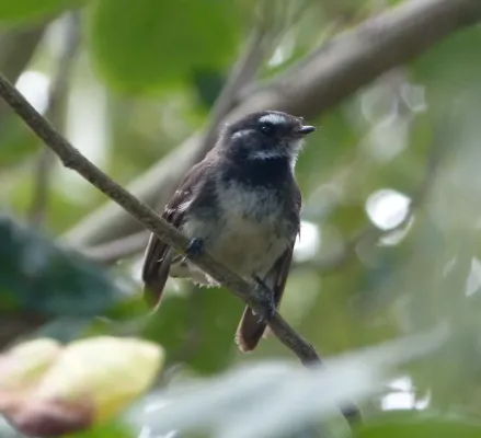 File:Grey Fantail. Rhipidura albiscapa - Flickr - gailhampshire (1).jpg