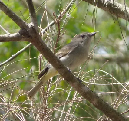 File:Large-billed Scrubwren. Sericornis magnirostra - Flickr - gailhampshire.jpg