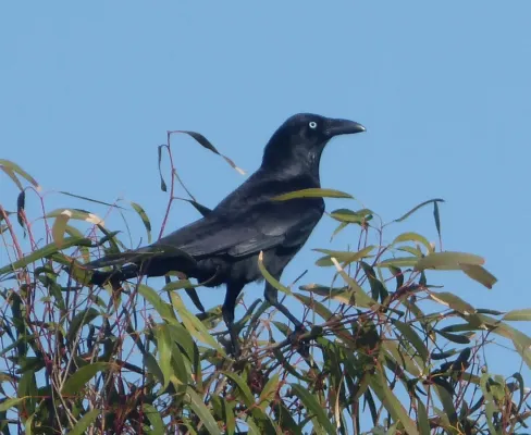 File:Torresian Crow. Corvus orru - Flickr - gailhampshire.jpg