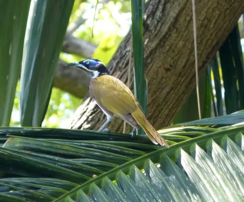File:Blue-faced Honeyeater. Male. Entomyzon cyanotis - Flickr - gailhampshire.jpg