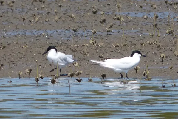 File:Gelochelidon macrotarsa, Redcliffe, Brisbane.jpg