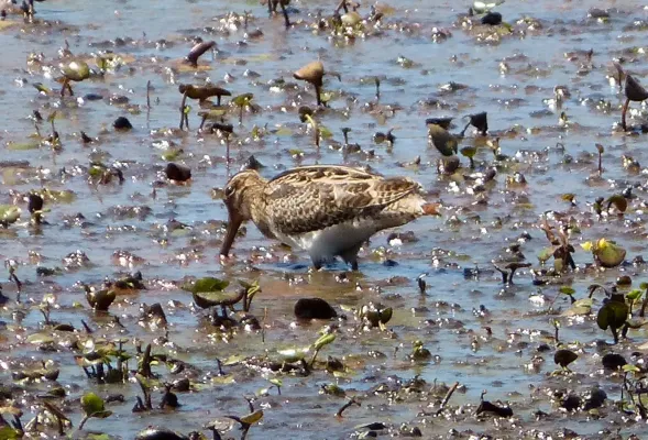 File:Latham's Snipe. Gallinago hardwickii - Flickr - gailhampshire.jpg
