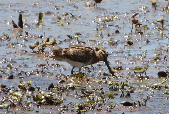 File:Latham's Snipe. Gallinago hardwickii - Flickr - gailhampshire (1).jpg
