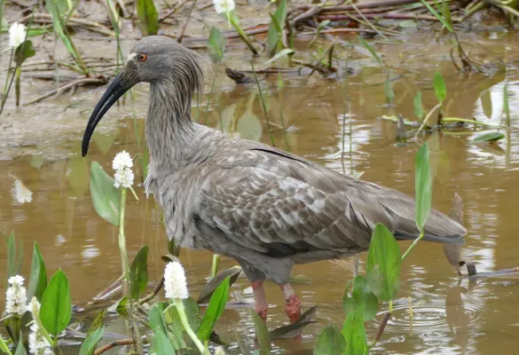 File:Plumbeous Ibis (Theristicus caerulescens) - Flickr - berniedup.jpg