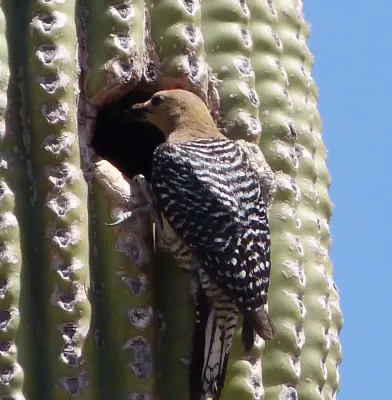 File:Gila Woodpecker . Melanerpes uropygialis - Flickr - gailhampshire.jpg
