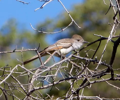File:As-throated Flycatcher. Myiarchus cinerascens - Flickr - gailhampshire.jpg