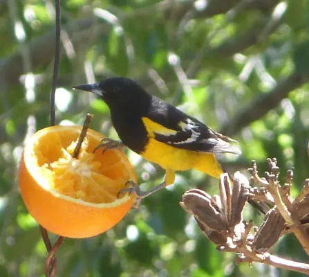 File:Icterus parisorum - Flickr - gailhampshire.jpg