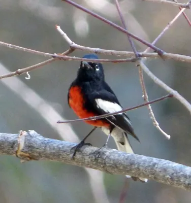File:Painted redstart. Myioborus pictus (2) - Flickr - gailhampshire.jpg