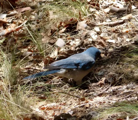 File:Aphelocoma wollweberi, Arizona P1020293.jpg