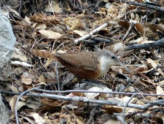 File:Canyon Wren. Catherpes mexicanus - Flickr - gailhampshire.jpg
