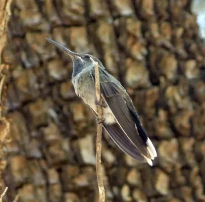 File:Blue-throated Hummingbird. Lampornis clemenciae - Flickr - gailhampshire.jpg